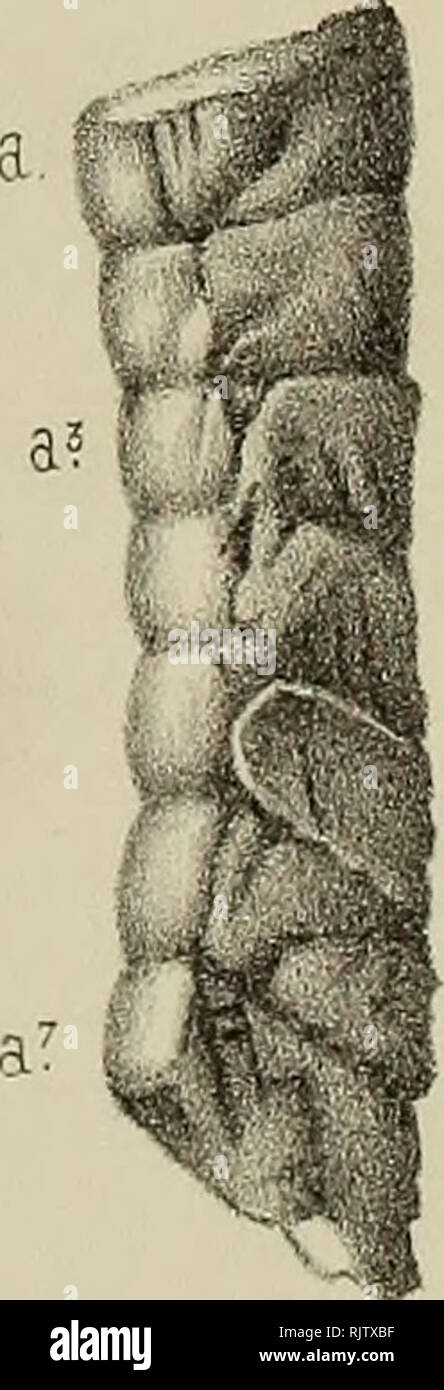 . Atti della Società toscana di Scienze naturali, residente à Pise. L'histoire naturelle ; Sciences ; Sciences.  %. F.Cristofaro dis.e Ht LitaA.Casseroles Firenze-Roma.. Veuillez noter que ces images sont extraites de la page numérisée des images qui peuvent avoir été retouchées numériquement pour plus de lisibilité - coloration et l'aspect de ces illustrations ne peut pas parfaitement ressembler à l'œuvre originale.. Società toscana di Scienze naturali. [S. l.  : S. n. ] Banque D'Images