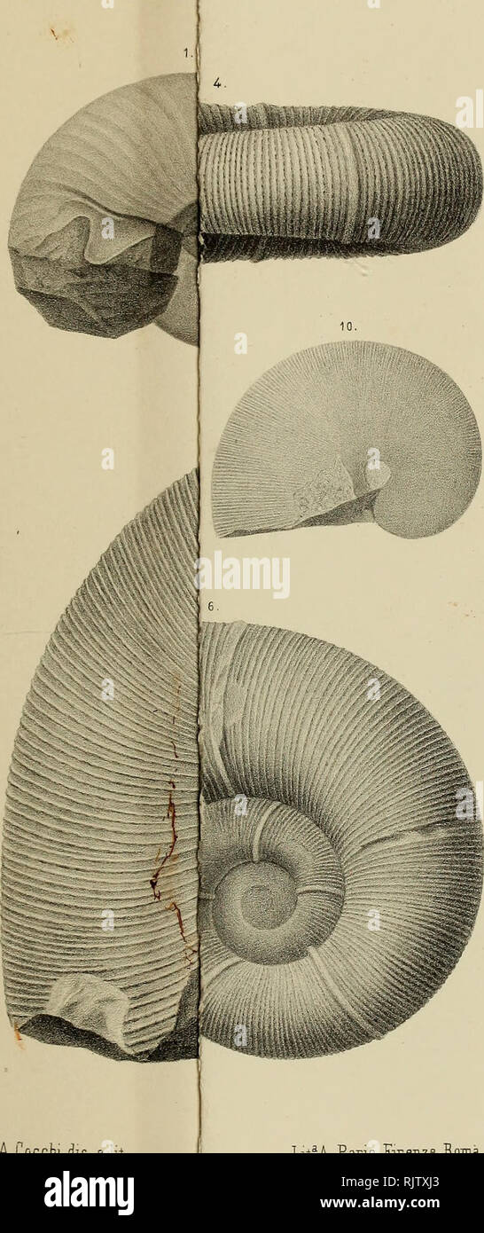 . Atti della Società toscana di Scienze naturali, residente à Pise. L'histoire naturelle ; Sciences ; Sciences. Atti Soc.Csto.Sc.NJ De Stefani. Lias inferiore. A.Cocchi djs. eit LitaA. Paris. Firenze-Roma. Veuillez noter que ces images sont extraites de la page numérisée des images qui peuvent avoir été retouchées numériquement pour plus de lisibilité - coloration et l'aspect de ces illustrations ne peut pas parfaitement ressembler à l'œuvre originale.. Società toscana di Scienze naturali. [S. l.  : S. n. ] Banque D'Images