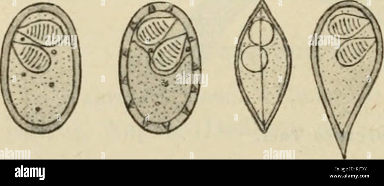 . Atti della Societtaliana di Scienze naturali e del Museo Civico di Storia Naturale di Milano. Histoire naturelle ; l'histoire naturelle. 292 BRUNO PARISI Leptoteca agilis ThÃ©l. Habitat : Vesc. biliare di Trygon. jMstinacalj Napoli (DofleinX Leptotheca elongata ThÃ©l. Habitat : Vesc. biliare di Napoli (Merlucchis merluccius L. Doflein). IV. Polysporea. Lentospora asymmetrica n. sp. Le viste spore faccia di ovali, sono di profilo e fusiformi schiacciate. La ispessita¨ Ã casandrino loro ed il bordo quasi sempre fornito di numerose pliche triangolari poco visibilité su allo stato fresco, j'appariscenti¬piÃ à qu Banque D'Images