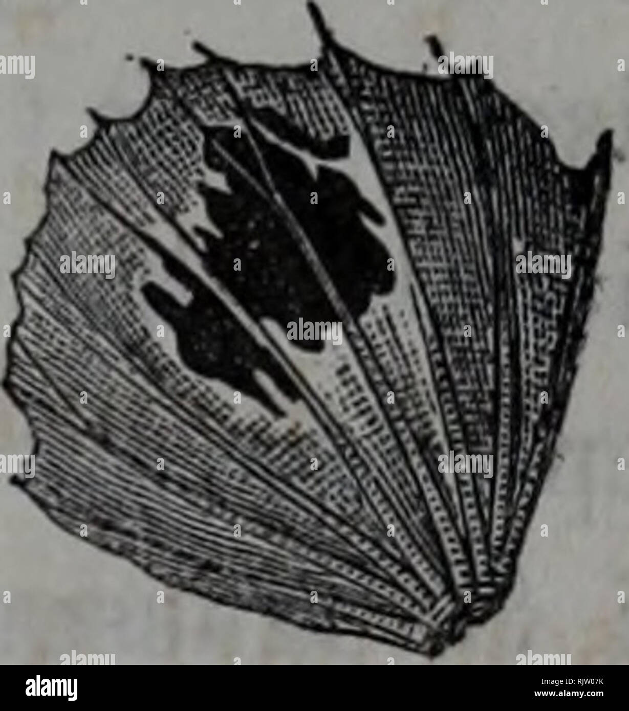 . Atti della SocietÃ italiana di Scienze naturali. L'histoire naturelle. P. S. P. D. Solca impar. Il colore de' miei esemplari il¨ Ã-verdastro giallastra bruno o uniforme o con sfumature piÃ¹ o- scure ; alcuni, specialmente je gio- vani, hanno delle macchiette evidenti poco. La pettorale destra Ã¨ dello stesso colore del corpo con una macchia nera intensa nel mezzo della metÃ posteriore ; que sta- contornata¨ Ã Castel di tinta chiara. Un pinna chiusa gesi- scor'filo onu nel mezzo della pettorale nero, ciÃ² che fa distinguere un colpo d'occhio cette espèce dalla vulgaris, che porta invece una l Banque D'Images