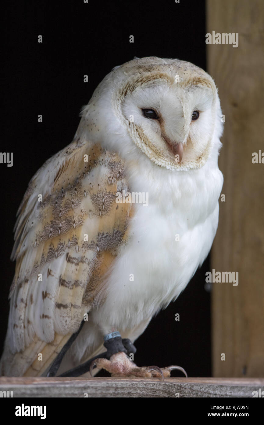 Effraie des clochers (Tyto alba) Banque D'Images