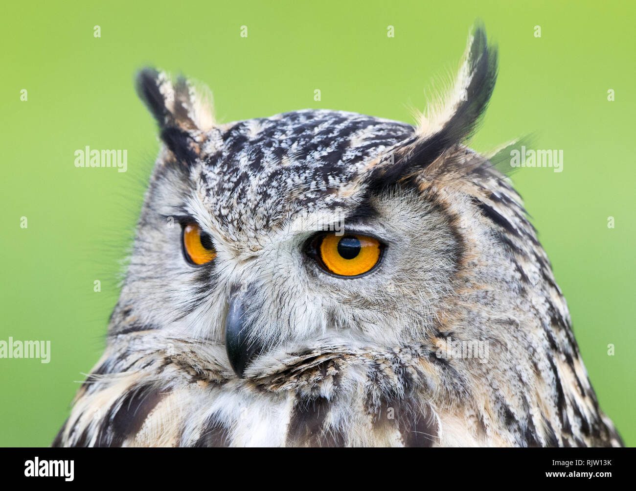 Eagle-owl (Bubo bubo) Banque D'Images