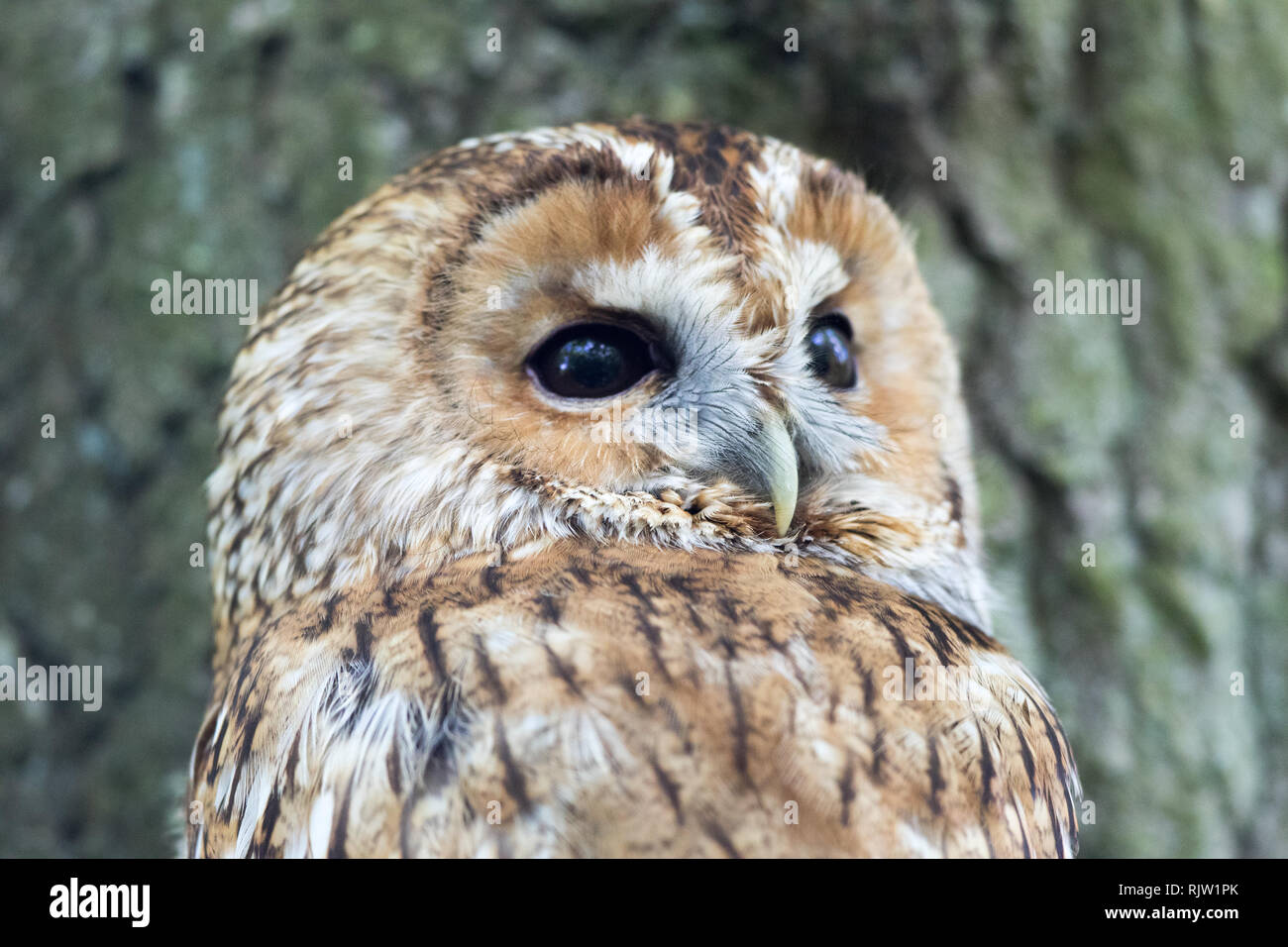 Tawny Owl (Strix Aluco enr.) Banque D'Images