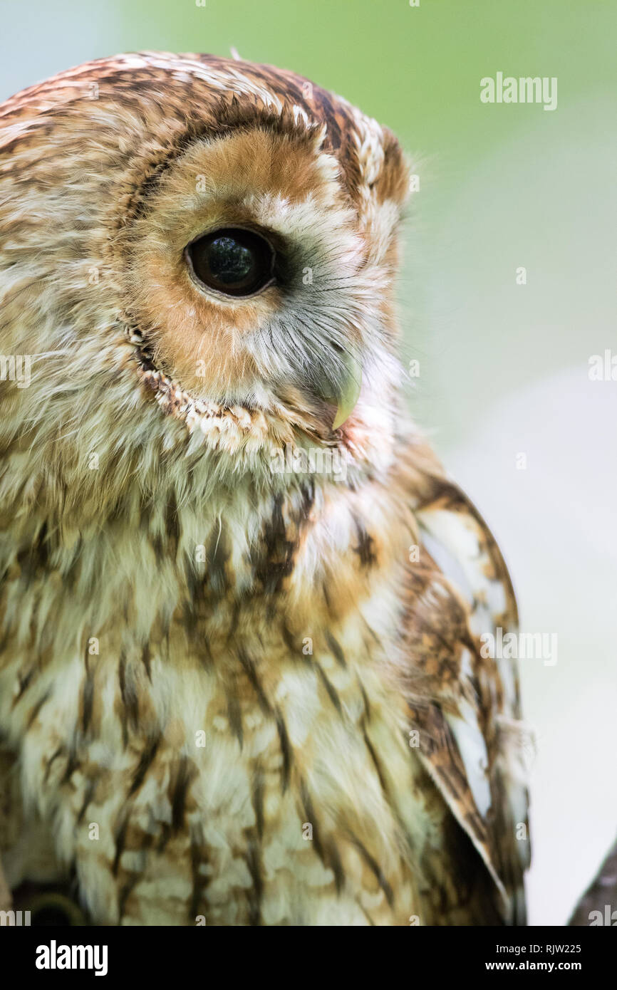 Tawny Owl (Strix Aluco enr.) Banque D'Images