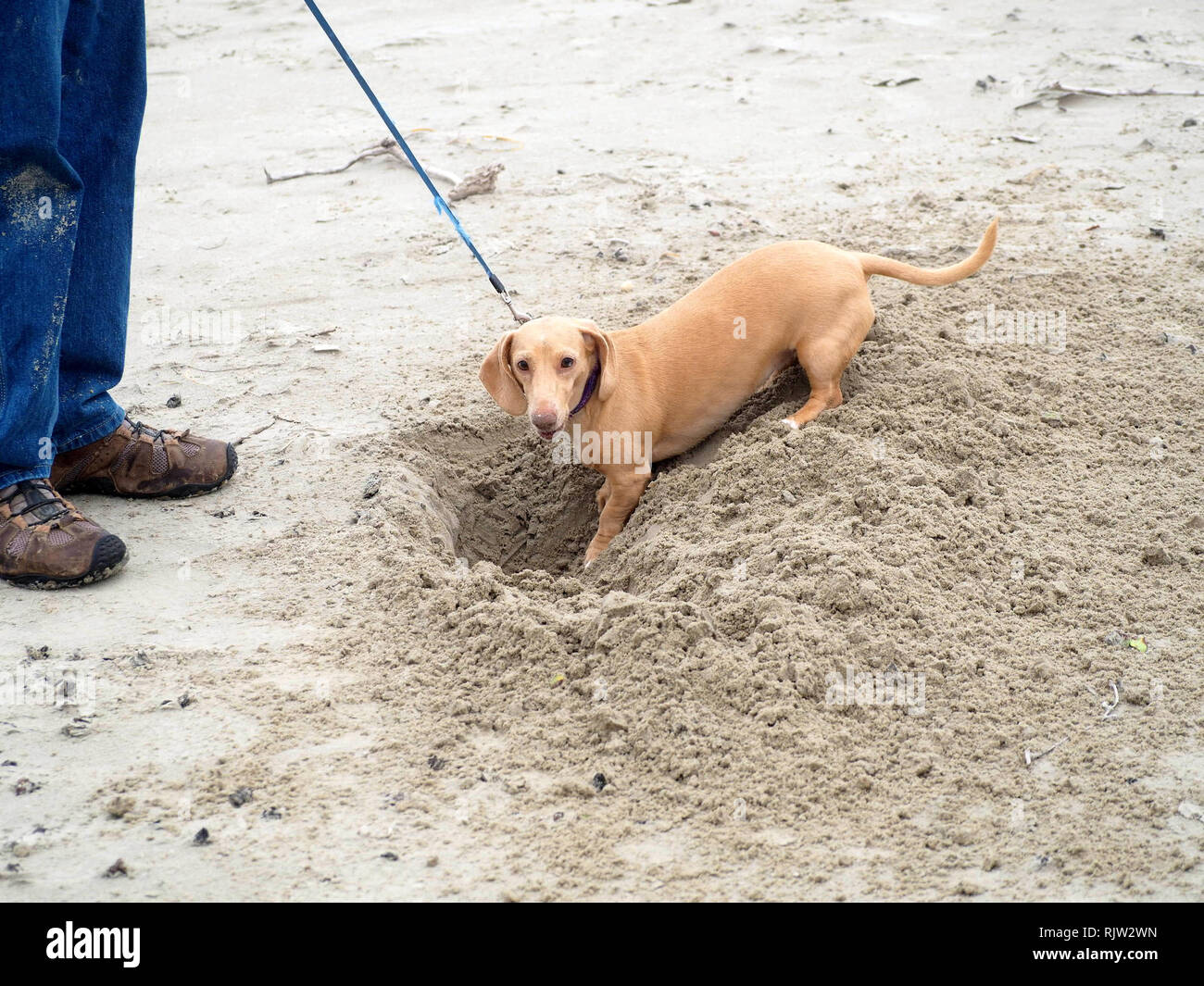 Un Teckel s'arrête pour regarder l'appareil de creuser un trou dans le sable sur la plage à Port Aransas, Texas USA. Banque D'Images