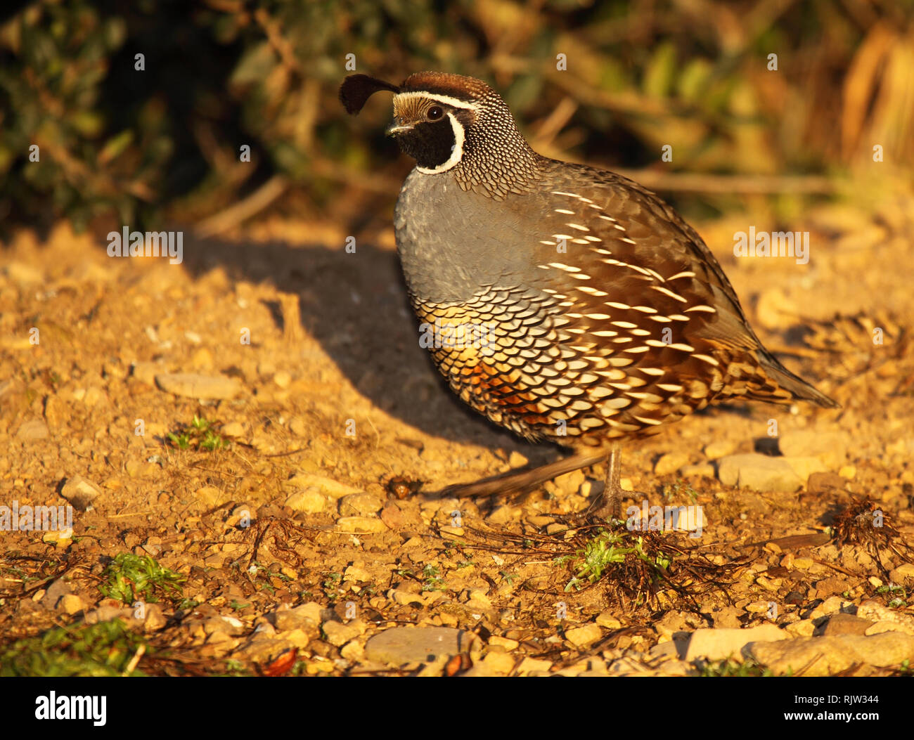 Un homme Colin de Californie la mi-étape. Banque D'Images