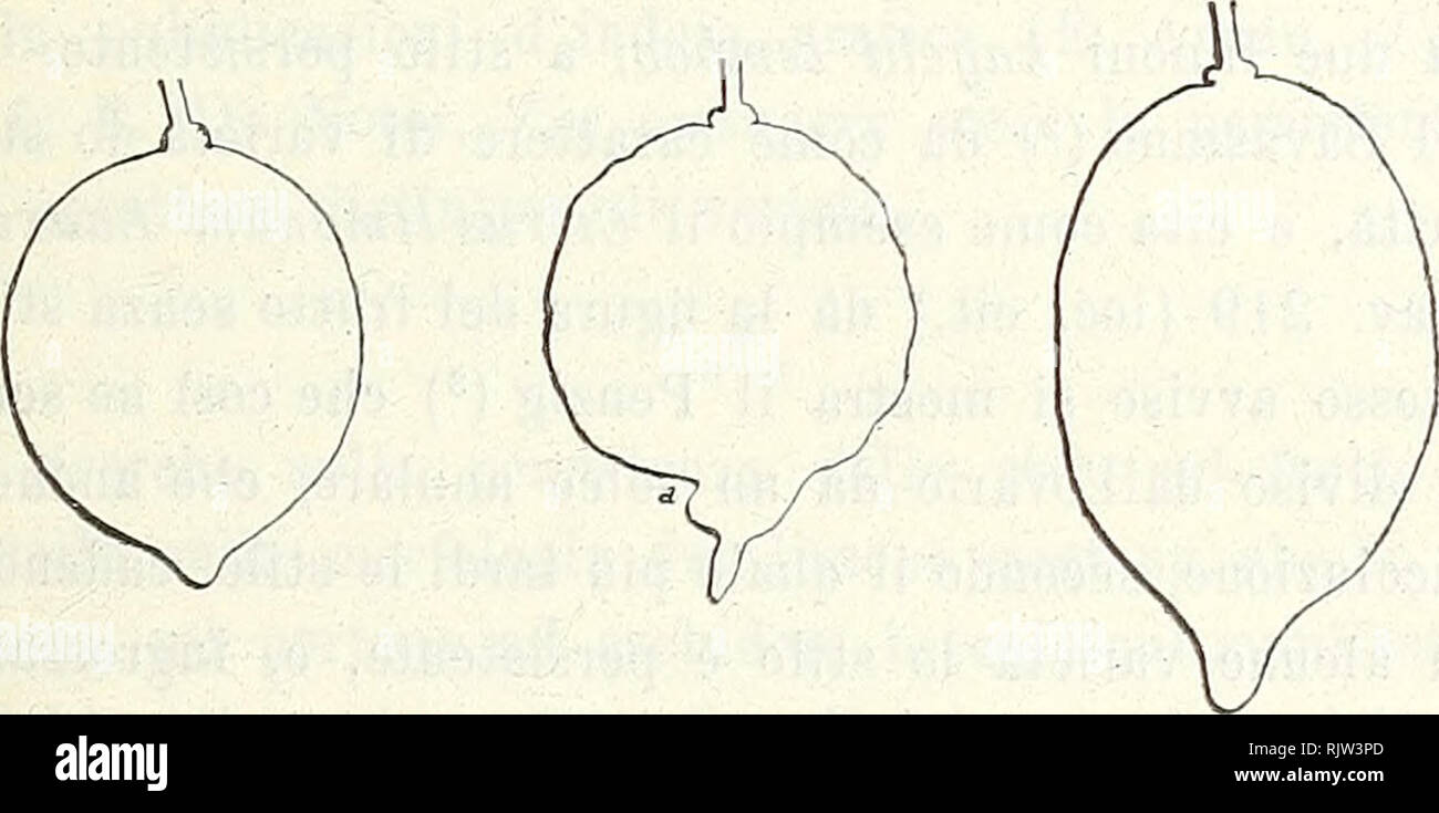 . Atti della Reale Accademia Nazionale dei Lincei () : Rendiconti. Â 179 â ragione e Risso Poiteau (*) quando ritengono le descrizioni insufficienti per la date , varietÃ par farla distinguere dalle altre. Dalle mif ricerche risulta poi che il frutto ha diversa conformazione morfologica secondo l'epoca della sua formazione e un seconda delle condizioni biologiche della pianta, fatti, il primo studiato non curato e dai, citriografi al secondo tutta données non quella che importance puÃ² avere nella descrizione della varietÃ . Il limone, quale pianta rifiorente morfologicamente, ha produzioni di sti- Banque D'Images