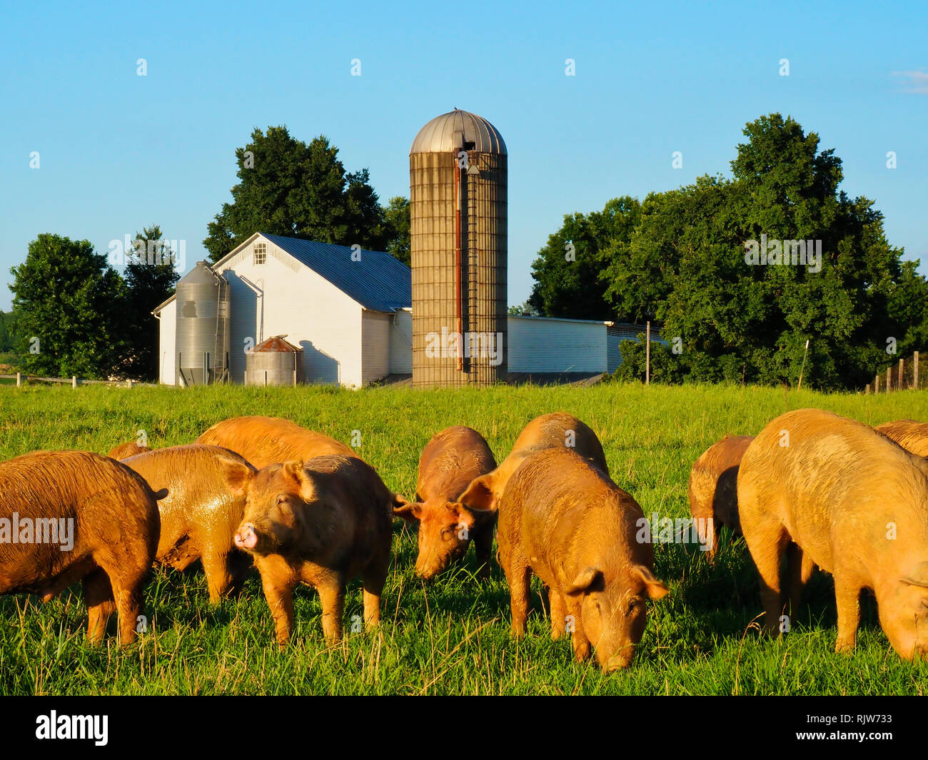 Les porcs, Dayton, vallée de Shenandoah, en Virginie, USA Banque D'Images