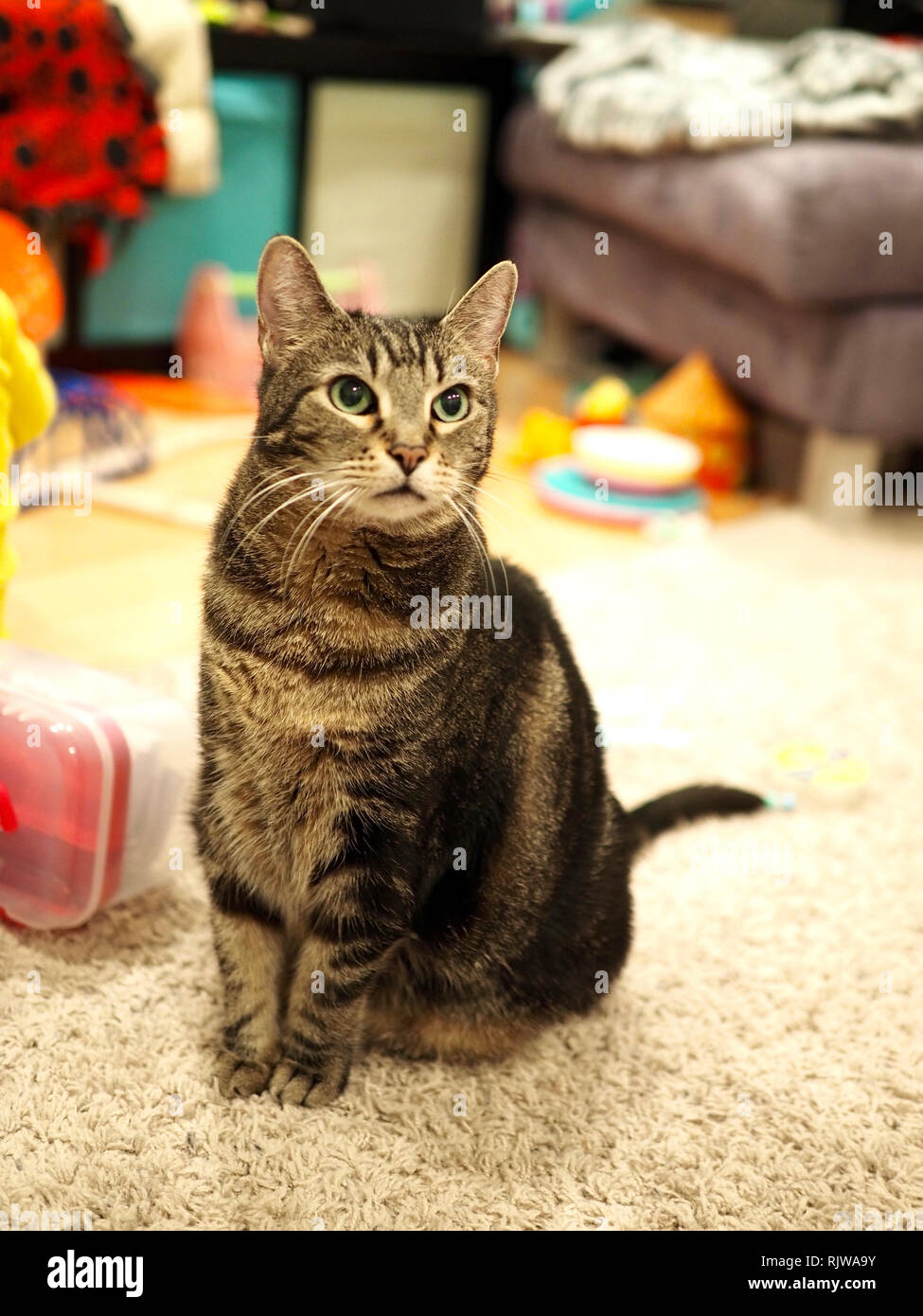 Le Mintie tabby sur son lit Banque D'Images