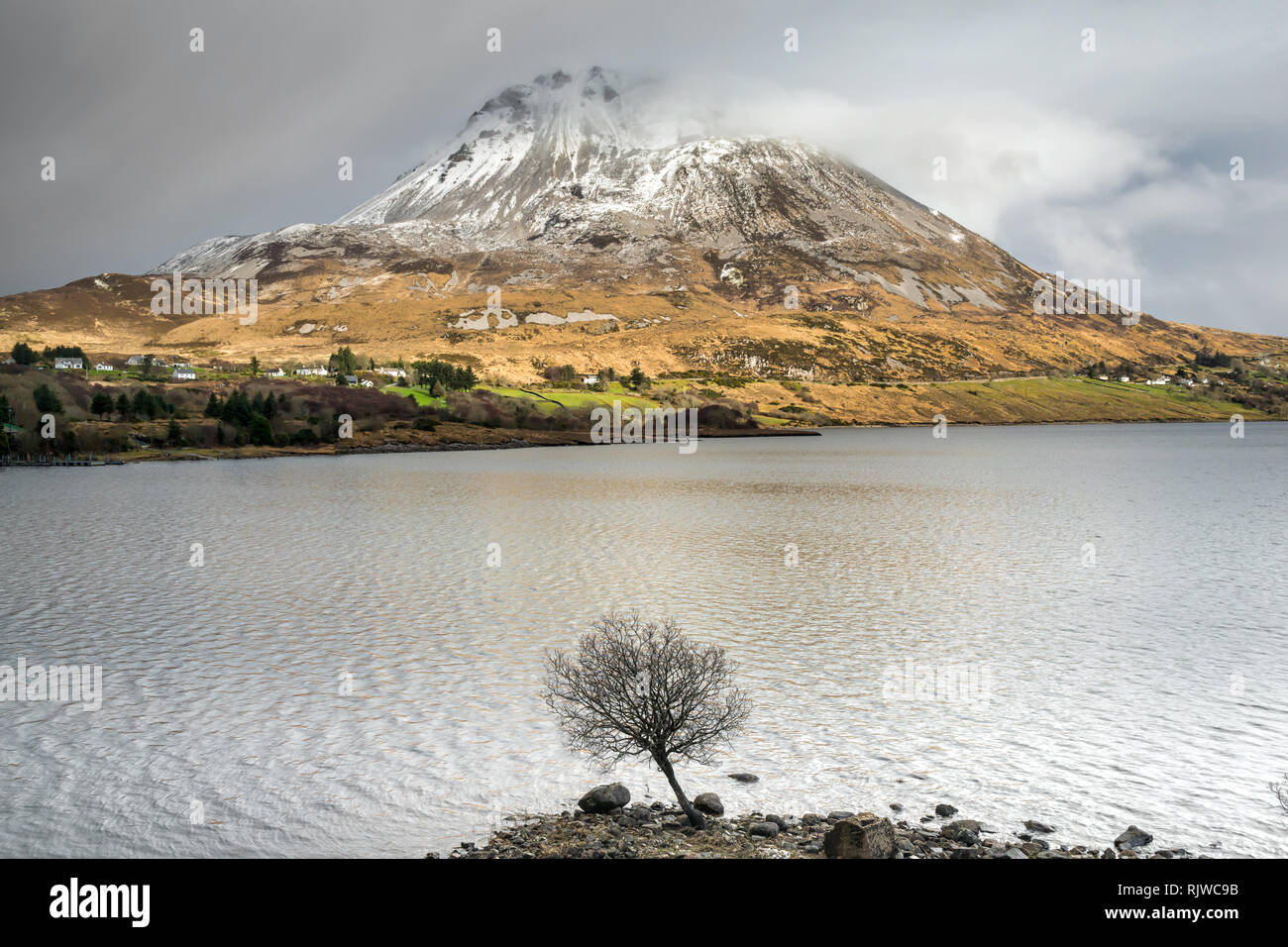 Une photo d'Errigal Mountain à Donegal Irlande pris en hiver. Dans l'avant-plan est un petit arbre au bord d'un lac Banque D'Images