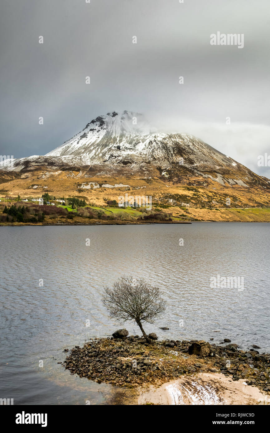 Une photo d'Errigal Mountain à Donegal Irlande pris en hiver. Dans l'avant-plan est un petit arbre au bord d'un lac Banque D'Images