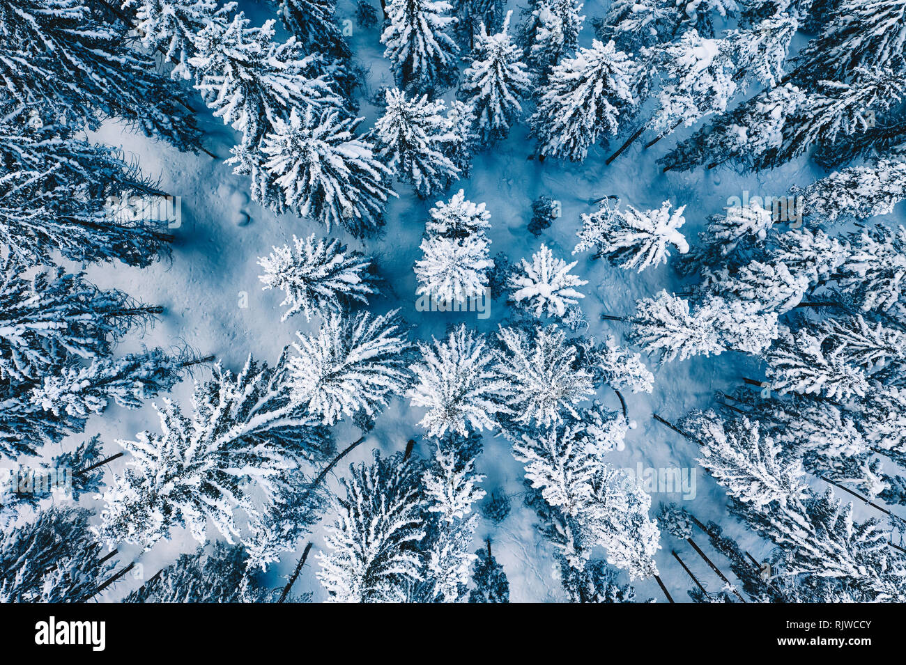 Les arbres et la neige dans une forêt en hiver. Nature fond haut Vue aérienne du drone. Banque D'Images
