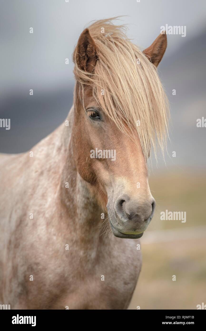 Cheval islandais (Equus islandicus) avec la crinière lumineuse, animal portrait, boutiques vestra, Islande Banque D'Images