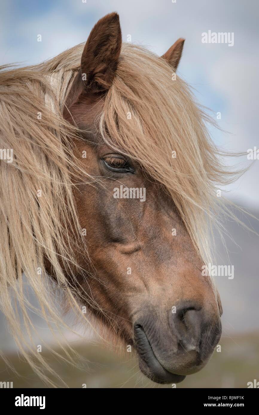 Brown cheval islandais (Equus islandicus) avec la crinière lumineuse, animal portrait, boutiques vestra, Islande Banque D'Images