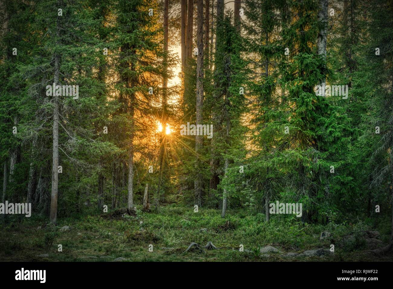 Sun star brillant à travers les arbres, forêt de conifères, Suomussalmi, Kainuu, Finlande Banque D'Images