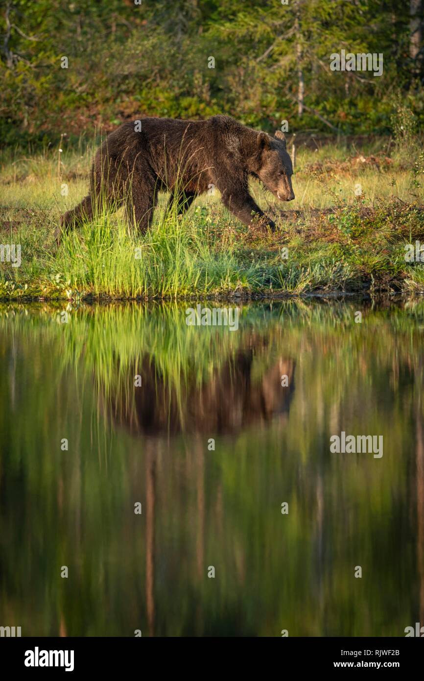 L'ours brun (Ursus arctos) marche sur la rive du lac, reflété dans le lac, à Suomussalmi, Kainuu, Finlande Banque D'Images