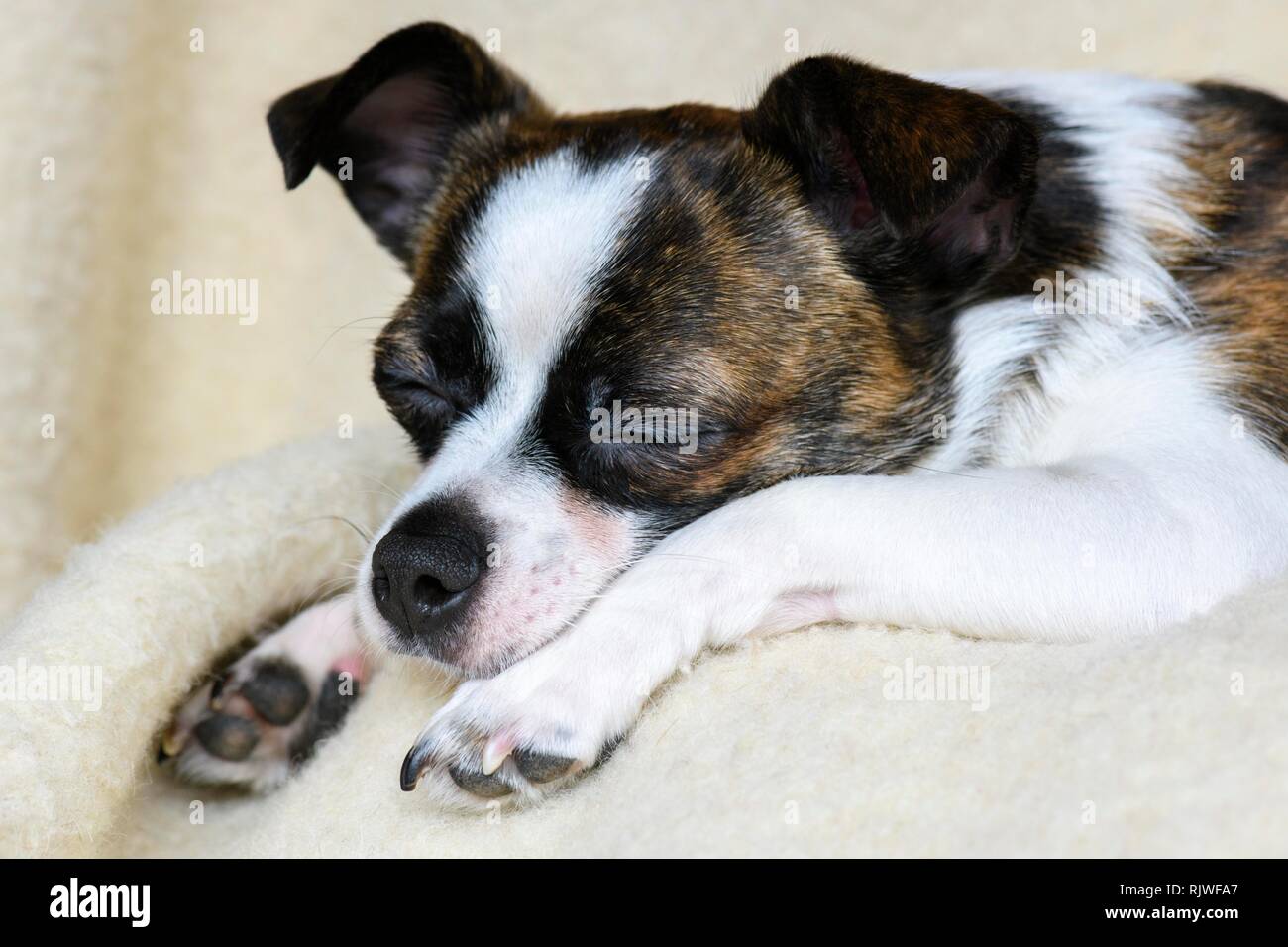 Petit Chien Chihuahua, dormir, animal portrait, Allemagne Banque D'Images