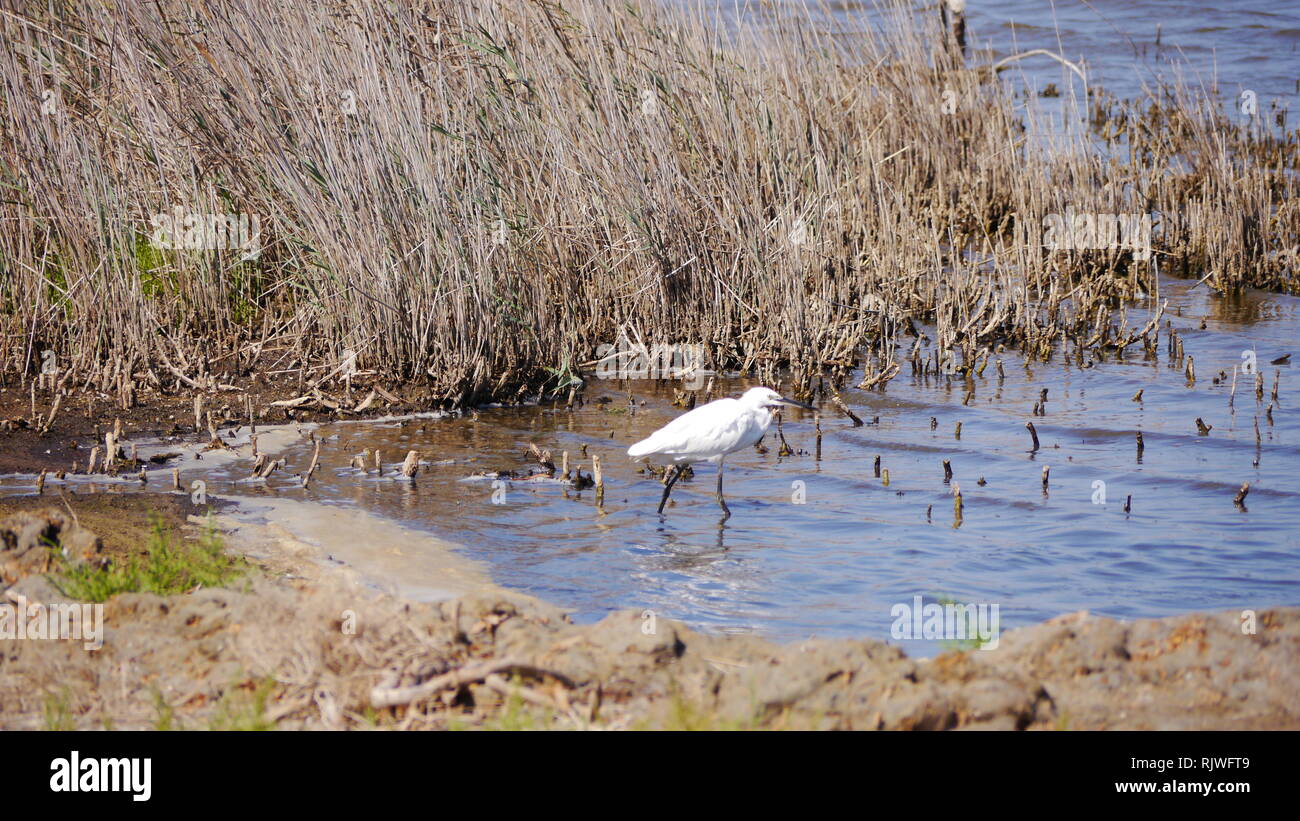 Les oiseaux de Camargue Banque D'Images