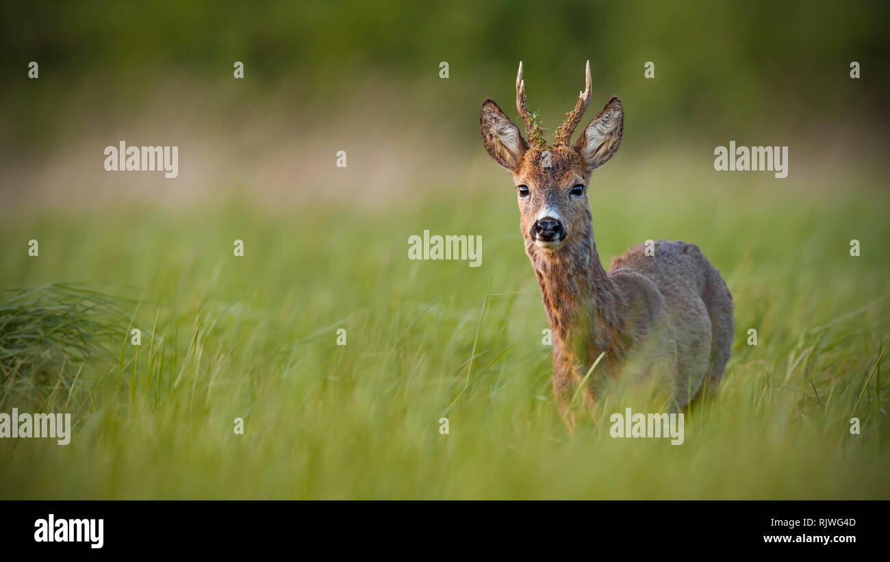 Chevreuil, Capreolus capreolus, buck au printemps au coucher du soleil. Banque D'Images