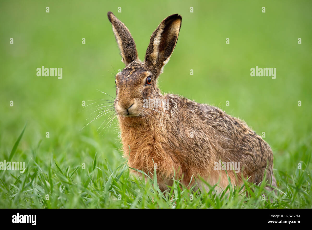 European brown hare, Lepus europaeus en été avec l'arrière-plan flou vert. Banque D'Images