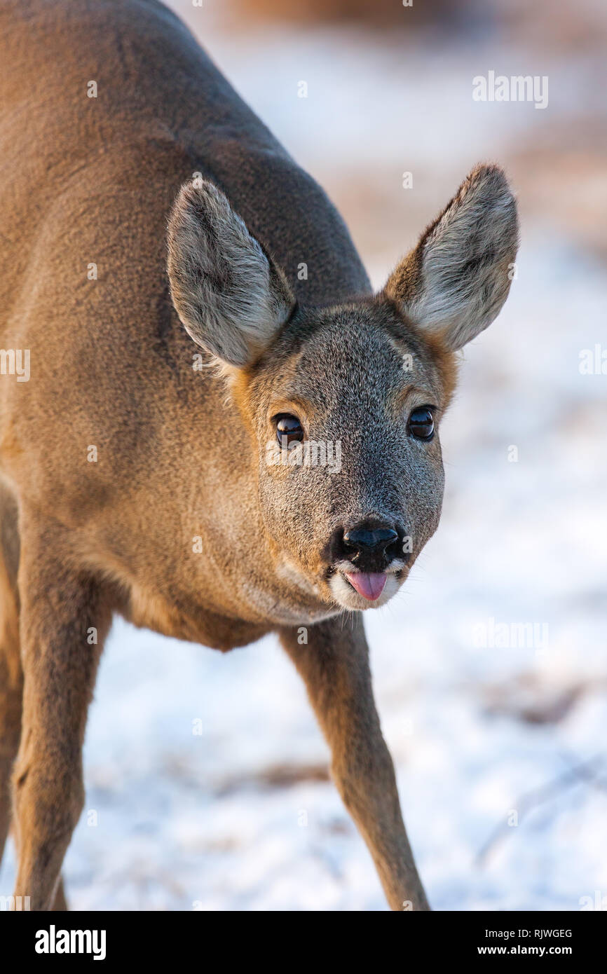 Portrait de Chevreuil, Capreolus capreolus, le doe en hiver. Banque D'Images