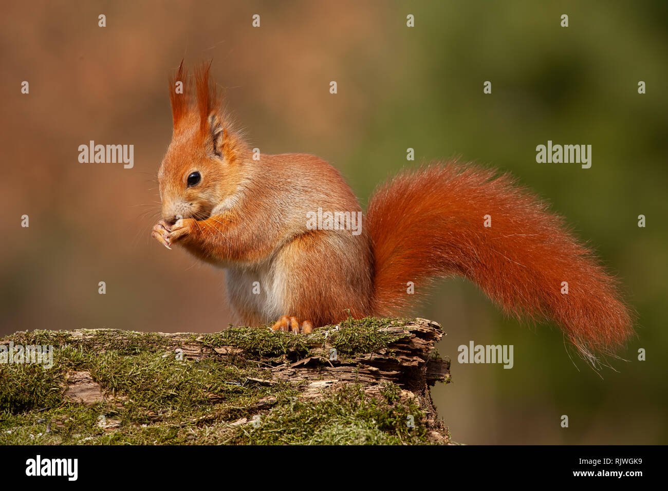 Eurasian écureuil roux, sciurus vulgaris, dans la forêt d'automne en lumière chaude. Banque D'Images