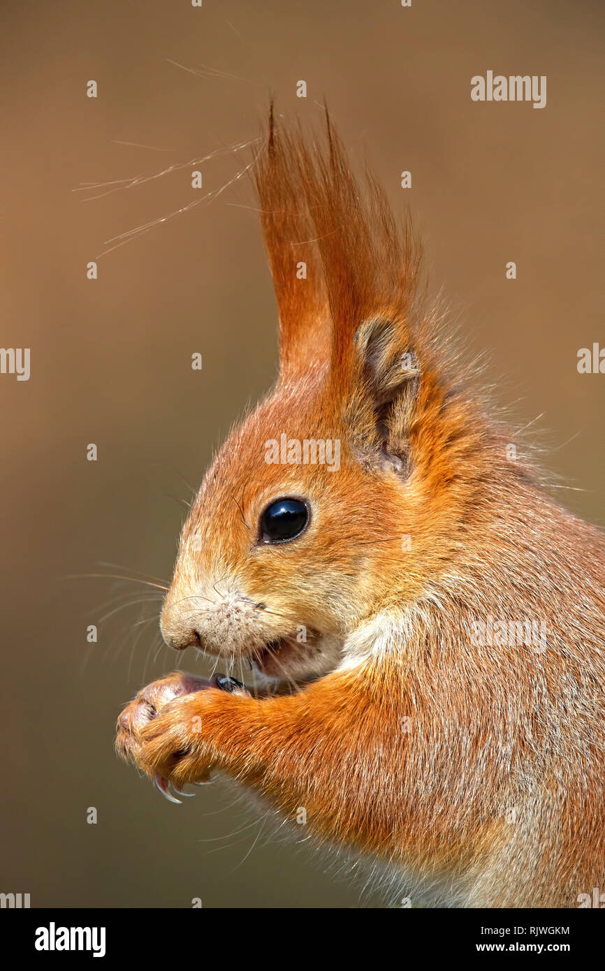 Portrait de l'écureuil roux, sciurus vulgaris, dans la forêt d'automne. Banque D'Images
