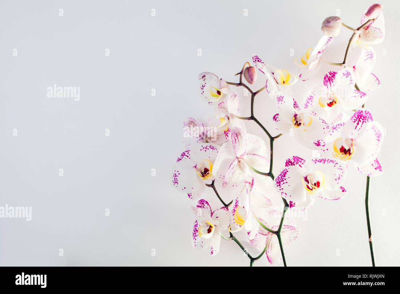 Orchidée tachetée blanc et rose sur fond blanc. Space Banque D'Images