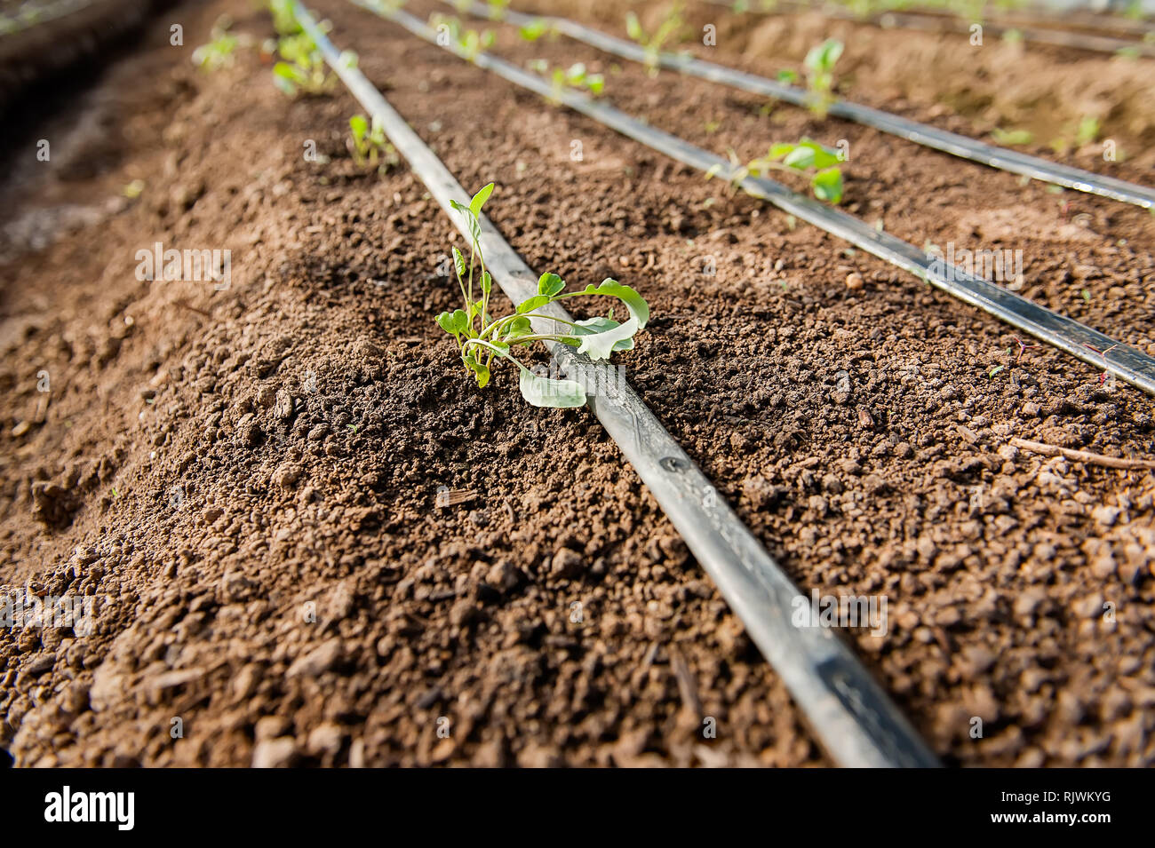 Les jeunes plantes dans le sol et le vent pousser leurs feuilles jusqu'à proximité de l'irrigation goutte-à-lignes. Banque D'Images