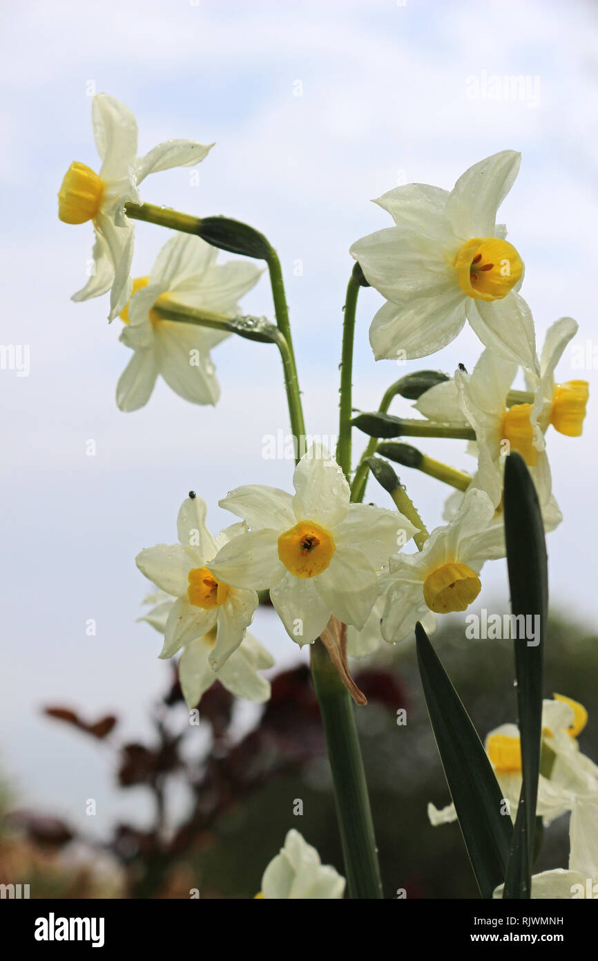 Narcissus tazetta. Paperwhite, bouquet fleur bouquet fleur NARCISSE, JONQUILLE, sacré chinois crème, lily narcisse, joss fleur, ou polyanthus nar Banque D'Images