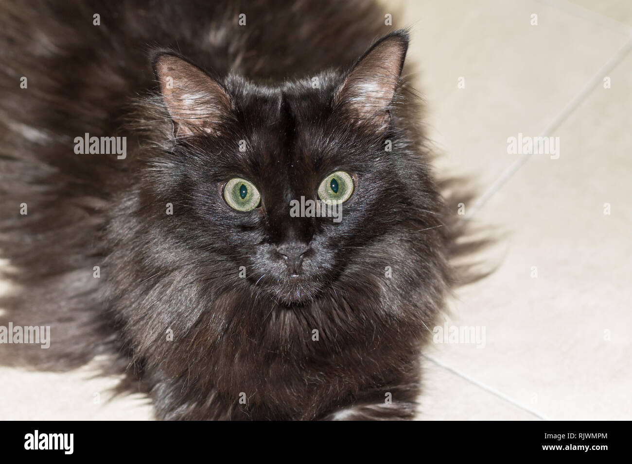 Portrait d'un chat noir Banque D'Images