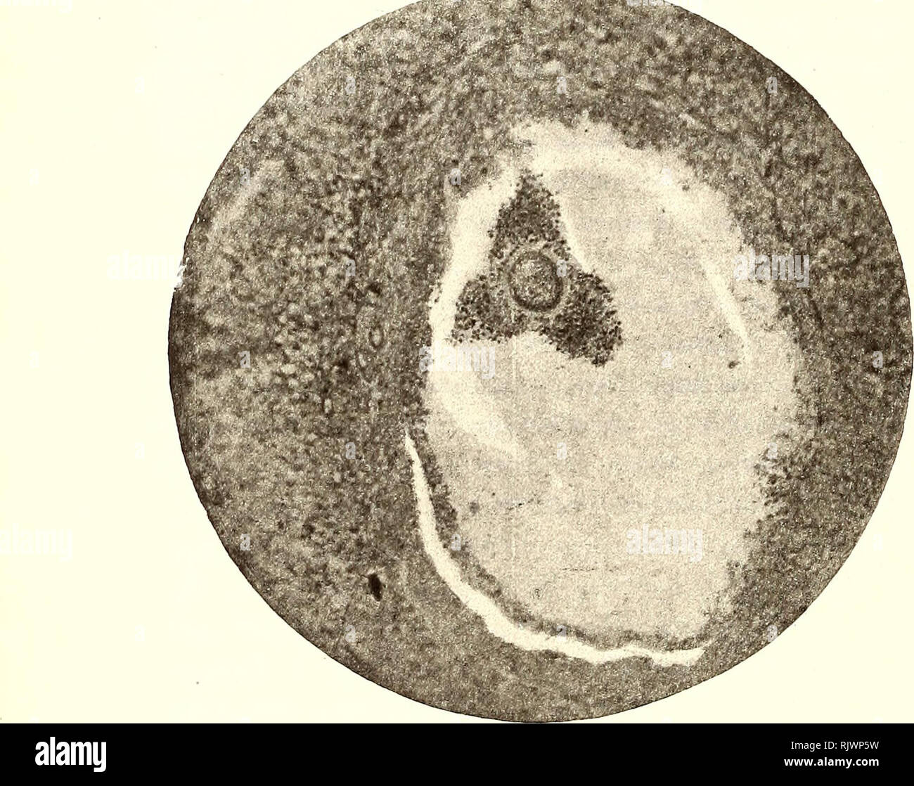 . Atti della Accademia gioenia di Scienze naturali à Catania. L'histoire naturelle. 6€ AchilÃ e Russo [xiii] Tale distinzione Memoria, che si comincia une manifestare les ovules matures non ancora, ma che hanno una parietale giÃ distinta granulosa ed una ovulare follicolare, con antro (stadio 5. dell' evoluzione della formazione ovulare, da moi tracciato nella note précédent), venez si osserva nella figura 5a della Tav. L&155;un¨ Ã, accompagnata da sempre diversità di conformazione delle cellule della parietale granuleuses. Mentre nella prima espèce di ovules la ovulare la granulosa sia che parietale¨ Ã integra j Banque D'Images