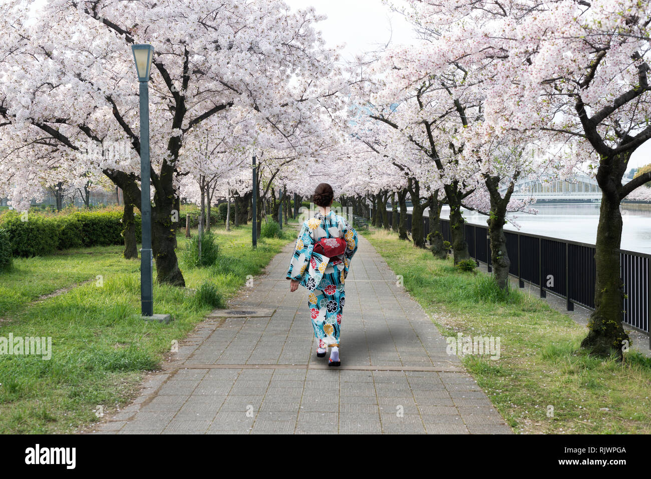 Asian woman wearing kimono traditionnel japonais dans la région de cherry blossom garden à Osaka, Japon. La saison du printemps au Japon. Banque D'Images