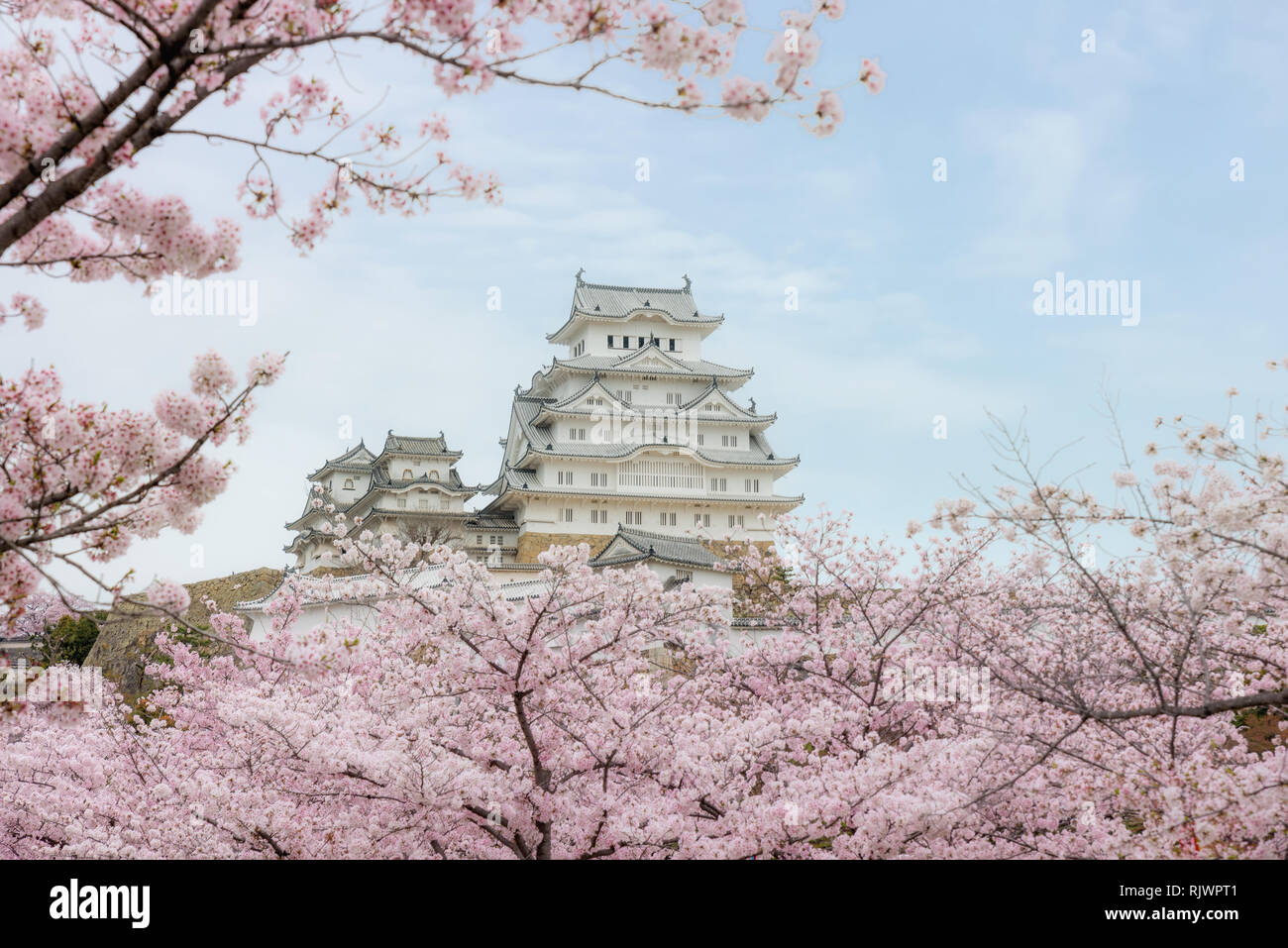 Château de Himeji avec de beaux cerisiers en fleurs au printemps saison à Agadir près d'Osaka, au Japon. Château de Himeji est célèbre cherry blossom vue dans Osaka, Ja Banque D'Images