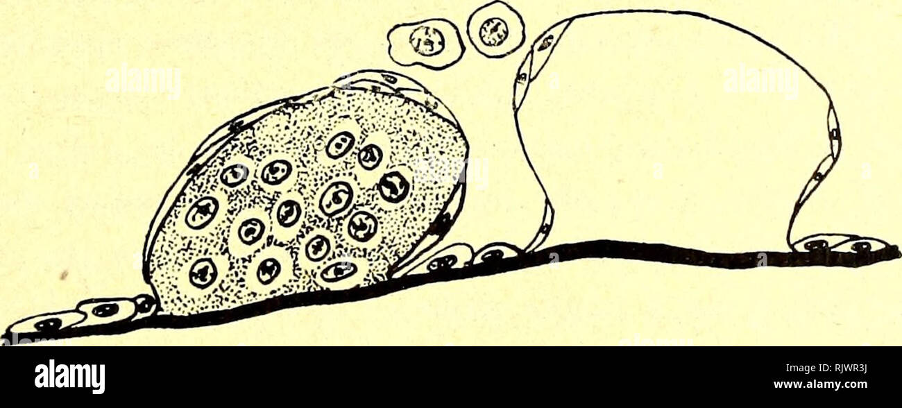 . Atti della Accademia gioenia di Scienze naturali à Catania. L'histoire naturelle. Une contribution allo studio di Veroderma Cylindricmii Heller, copepode ecc. 13 genitali), che sono un struttura chitinosa. Sono Detti muscoli striati. ¨ Ã venir stato cato- In Principio di questo paragrafo stesso, il corpo di Peroderma paragonarsi¨ Ã da onu un sacco di ripieno, liquido dans cui siano immersi sottili organi tubolari. Detto liquido¨ Ã quindi molto abbondante ed irrora mantenendosi tutte le parti , sotto una pressione indifferente non. Quando si difatti Peroderma dai muscoli onu Isola di laterali Sardina , Banque D'Images