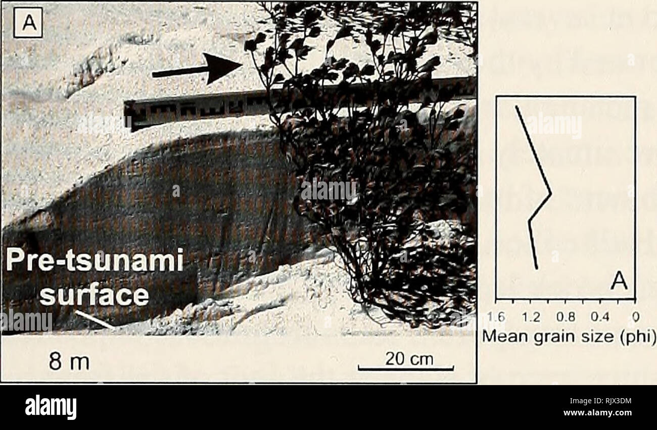 . Bulletin de recherche sur les atolls. Les récifs coralliens et d'îles ; biologie marine ; sciences de la mer. 25 o CO CD CD CD O &gt ; O -O CO 'CD Â£. Malade - /Tsunami fiche 1.5 - le débordement 1 - X surface Avant le tsunami D / 0,50 / 10 15 20 - Distance du bord de plage (m) 25 30. J^vm-1 fc j'litfii ^» "mim 3fi3B J:V --,â â- ; ; : - '" ;-â -;â â ' UgL, -f, narffmffface IjgJSF^^^ ; Js.'" 4Â". Â -.* ?" 10m 10 cm. Veuillez noter que ces images sont extraites de la page numérisée des images qui peuvent avoir été retouchées numériquement pour plus de lisibilité - coloration et l'aspect de ces illustrations ne peut pas parfaitement rese Banque D'Images