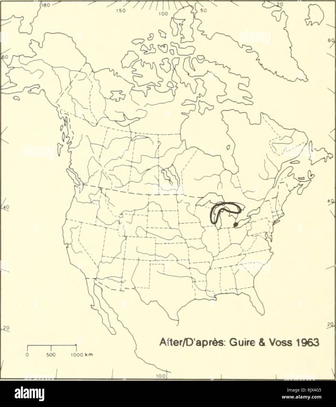 . Atlas des plantes vasculaires rares de l'Ontario. Les plantes rares, la botanique. HABITAT : bois, sable, dunes et sol peu profond sur linnestone. Statut : rare au Canada. Espèce menacée au Michigan et au Wisconsin. Note : Iris lacustris est endémique à des rives des lacs Érié, Huron et Michigan. Il est en ce moment à l'étude aux États-Unis pour les espèces menacées ou en voie de disparition (United States Fish & Wildlife Service, 1985). Selon (Krotkov 1940), la distribution d'Iris lacustris sur la péninsule de Bruce est "rives du lac Huron." Une collection à TRT nnade par Krotkov en 1933 à partir des "Big Banque D'Images