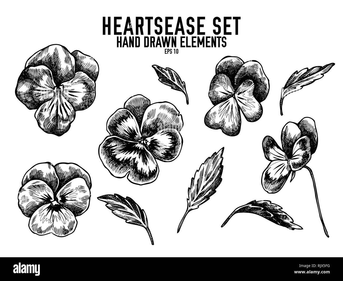 Vector collection de noir et blanc à la main heartsease Illustration de Vecteur