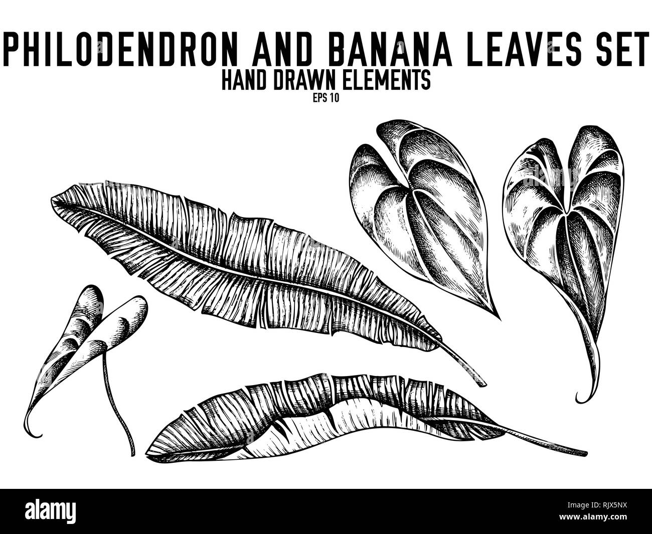 Vector collection de noir et blanc à la main, feuilles de bananier philodendron Illustration de Vecteur