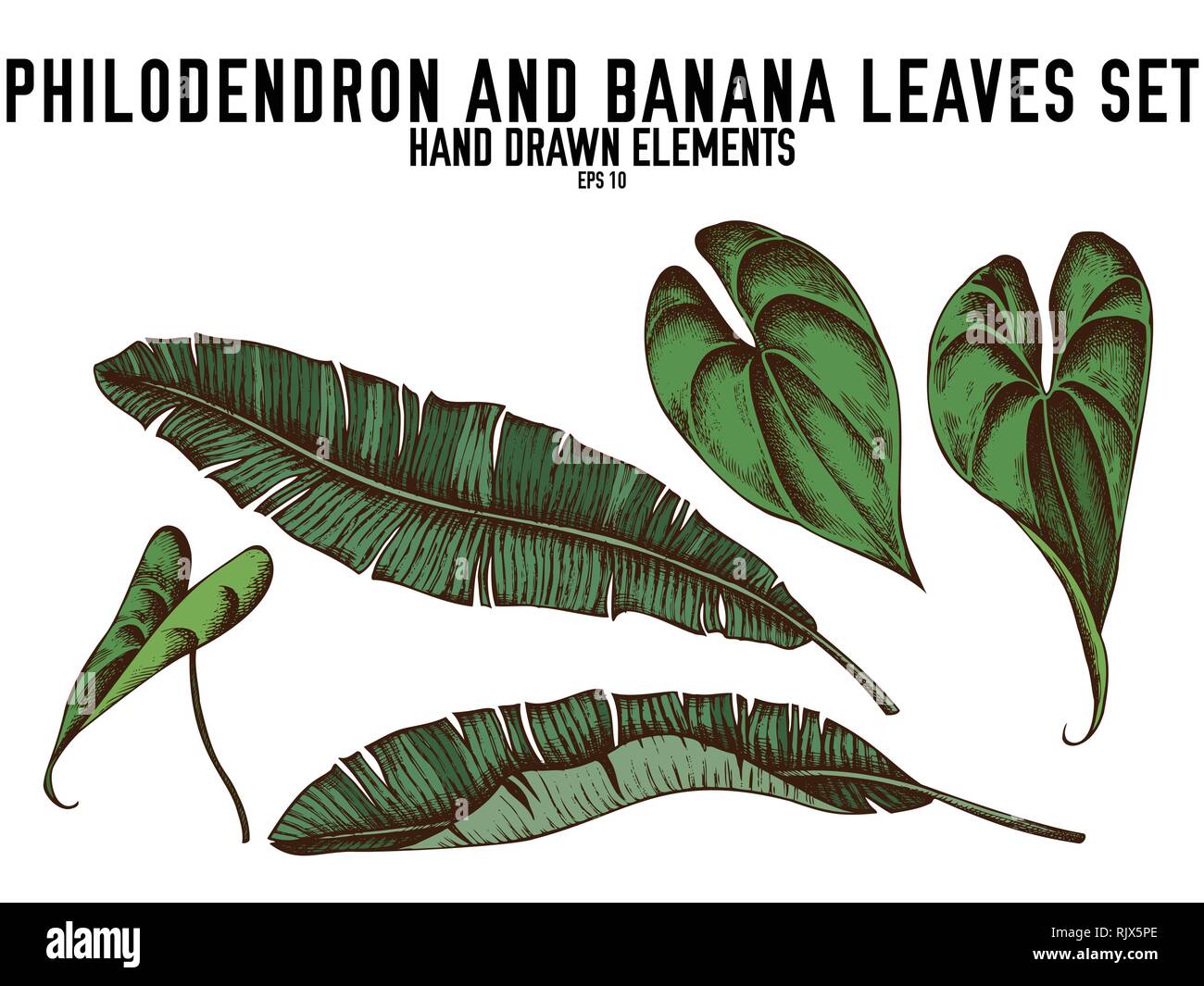 Vector collection de couleur à la main des feuilles de bananier, philodendron Illustration de Vecteur