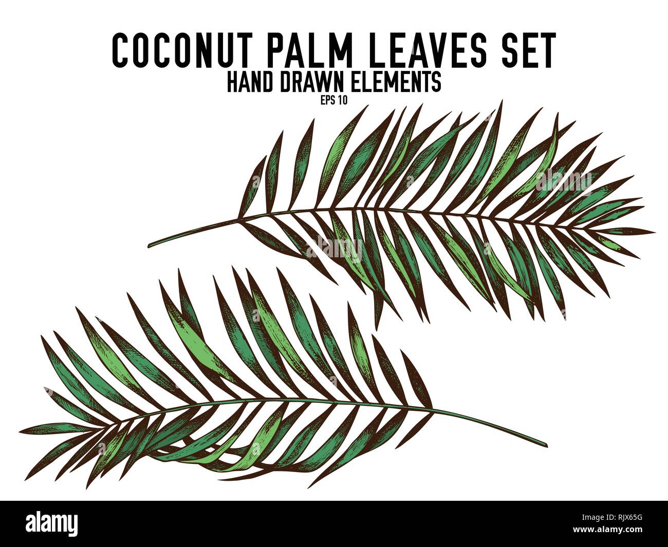 Vector collection de couleur à la main les feuilles de cocotier Illustration de Vecteur