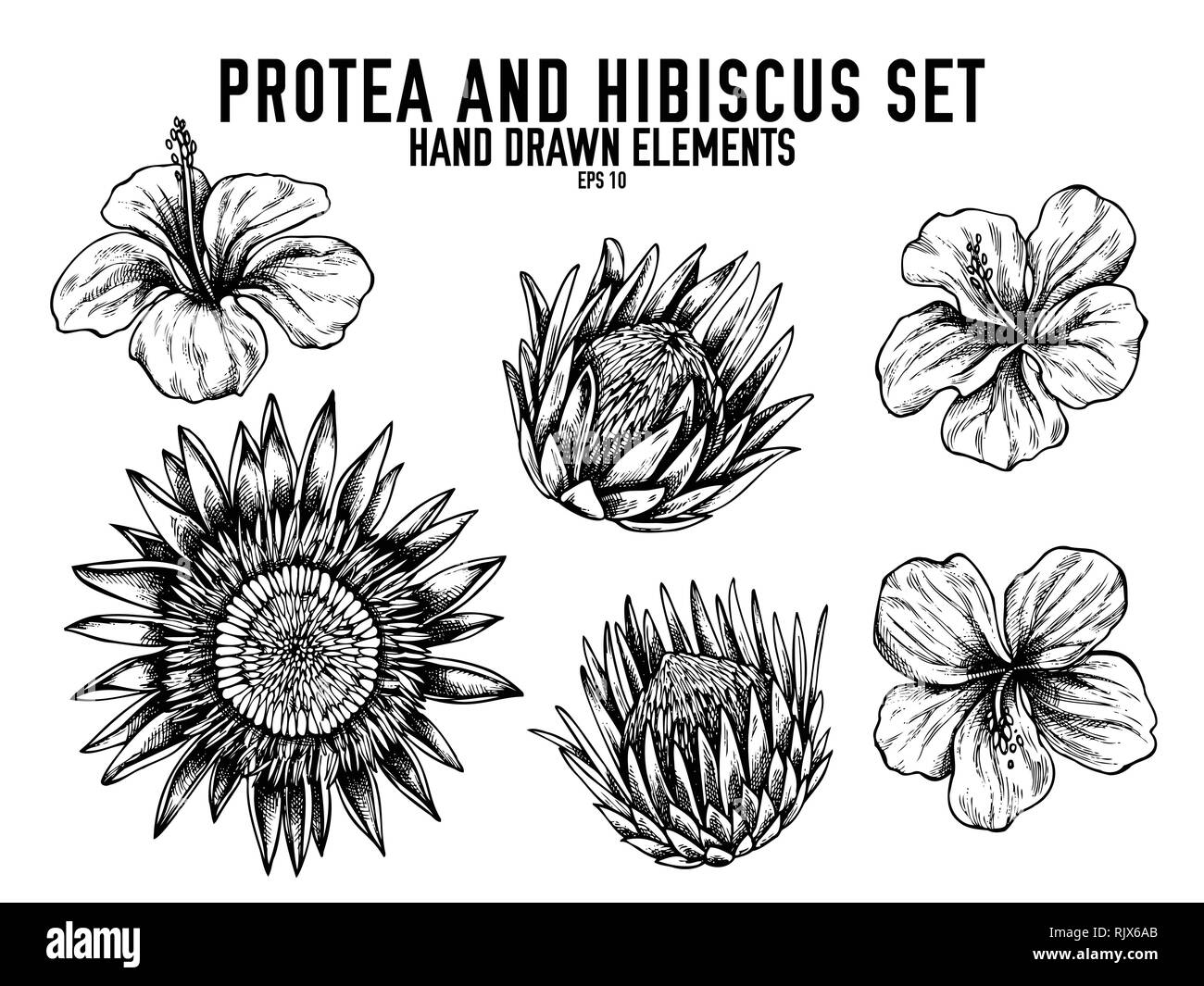Vector Collection De Noir Et Blanc A La Main Hibiscus Protea Image Vectorielle Stock Alamy Vector Collection De Noir Et Blanc A La Main Hibiscus Protea Image Vectorielle Stock Alamy