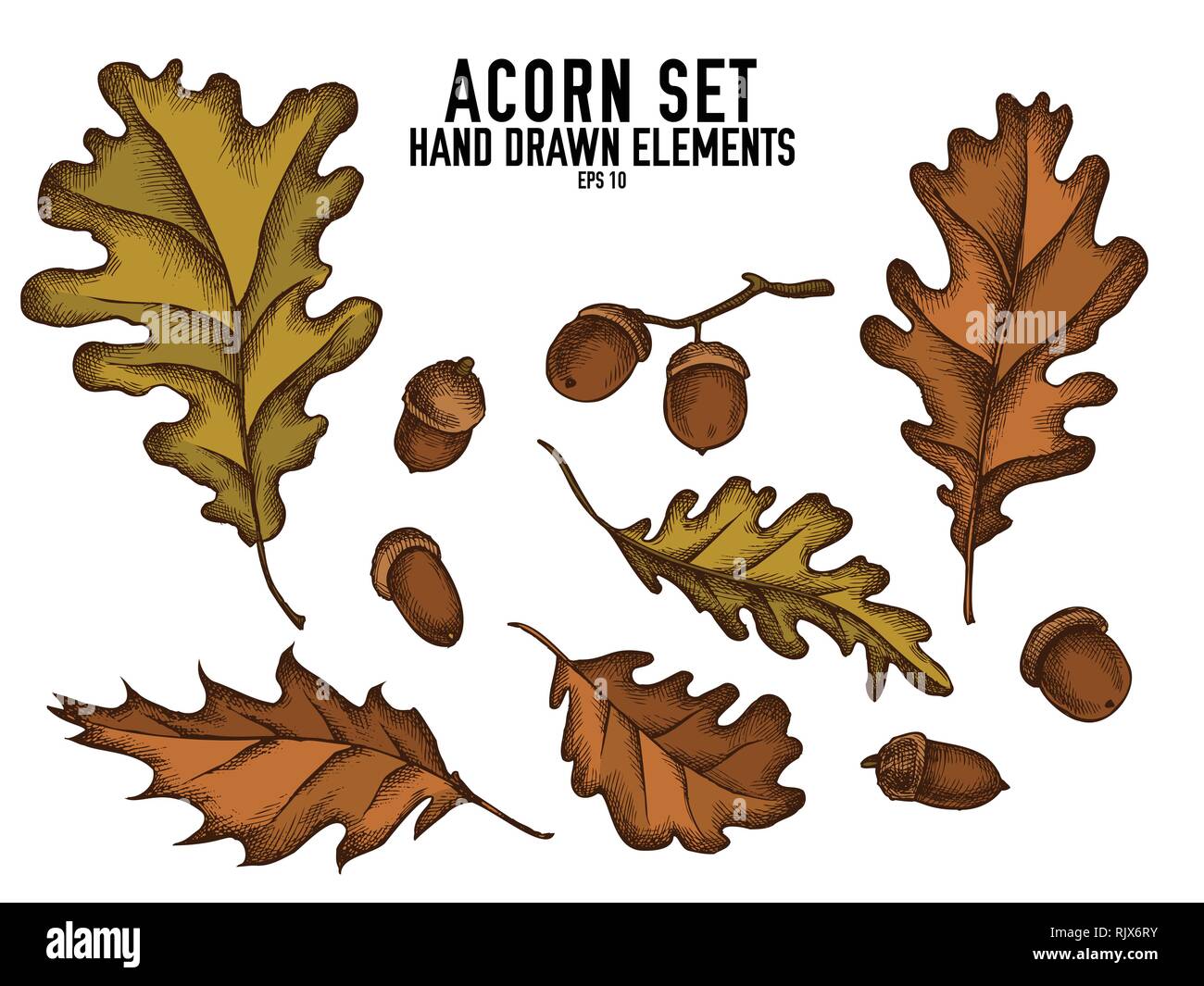 Vector collection d'acorn couleur tirées Illustration de Vecteur