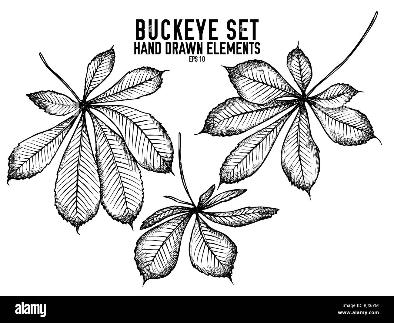Vector collection de hand drawn buckeye noir et blanc Illustration de Vecteur