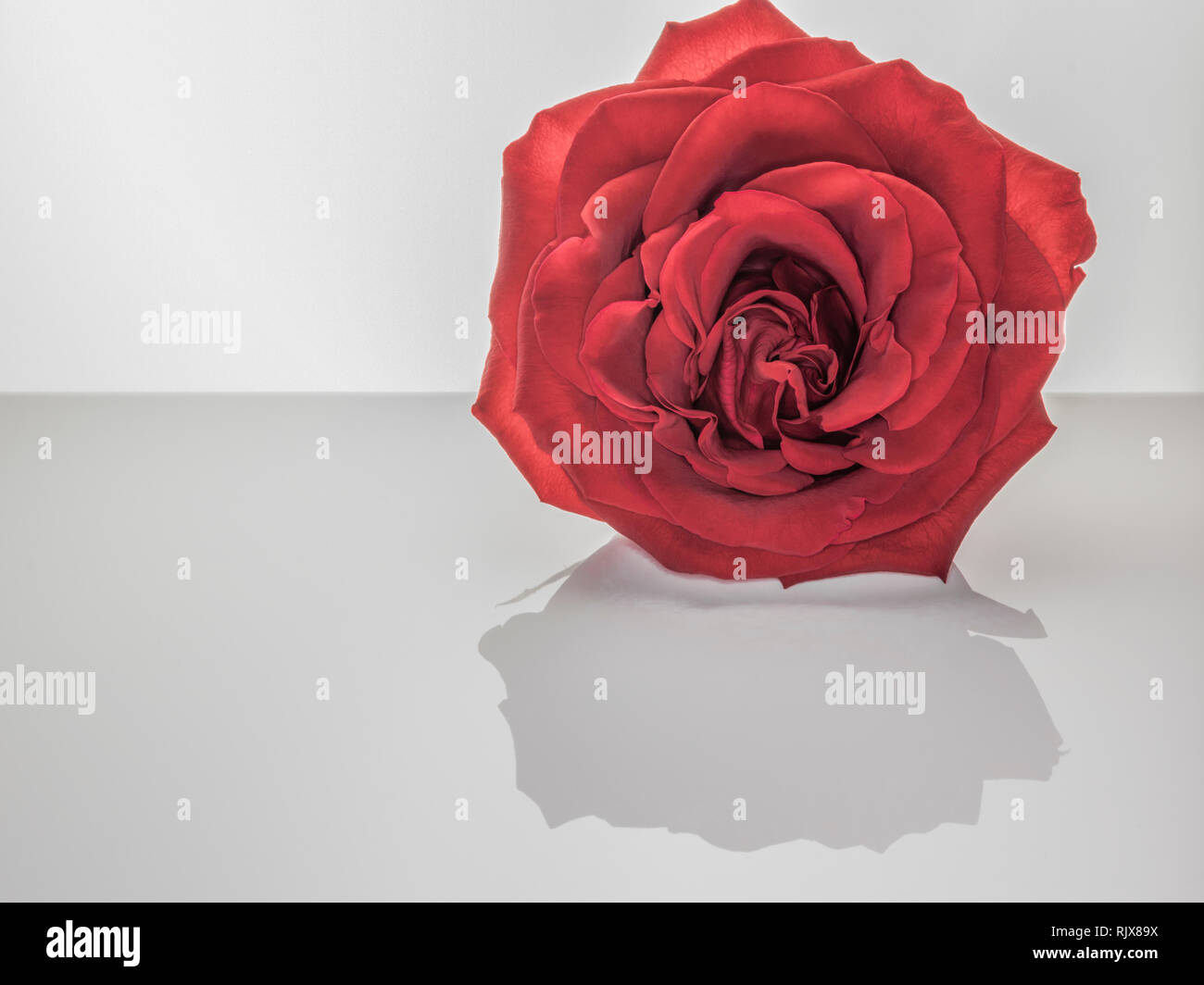 High Key Macro de Rose Rouge Banque D'Images