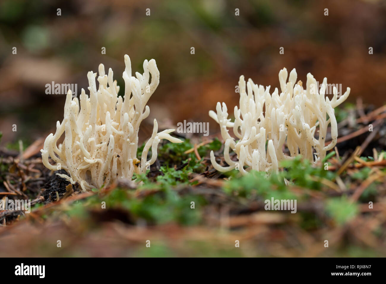 Champignon de corail blanc Banque D'Images