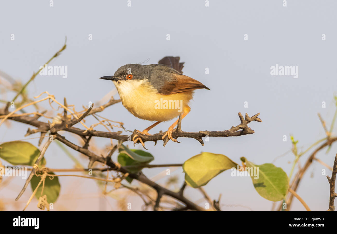 Ashy Prinia ou wren-warbler Nom scientifique: Prinia socialis Banque D'Images