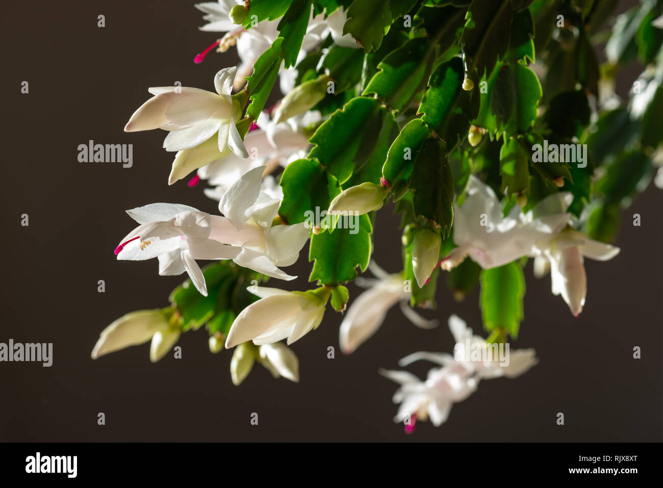 Fleurs de cactus de Noël avec des fleurs blanches et pistils rose Banque D'Images