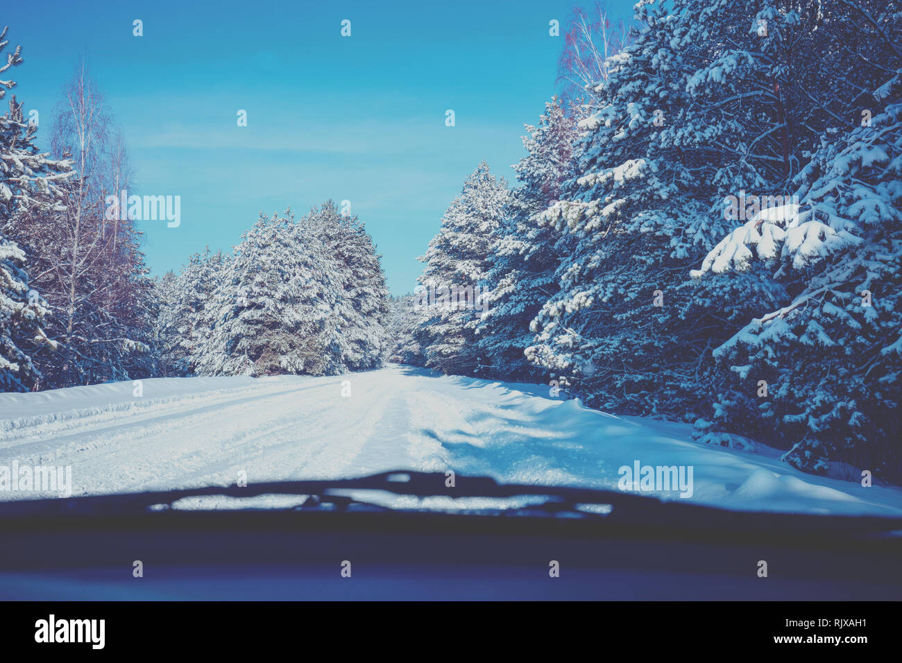 Vue depuis le pare-brise. Route enneigée dans la forêt de pins l'hiver. Nature de l'hiver. Forêt enneigée. Des branches de pins couverts de neige. Banque D'Images