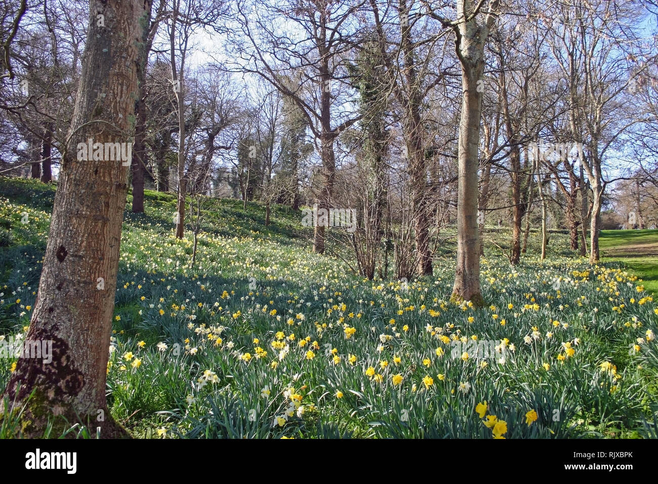 Mount Edgcumbe House et parc, au moment de la jonquille, début mars Banque D'Images